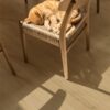 Klick Vinylboden Quick-Step Bloom Brushed Oak Beige – Ansicht 5 Klick Vinylboden Quick-Step Bloom Brushed Oak Beige – 5